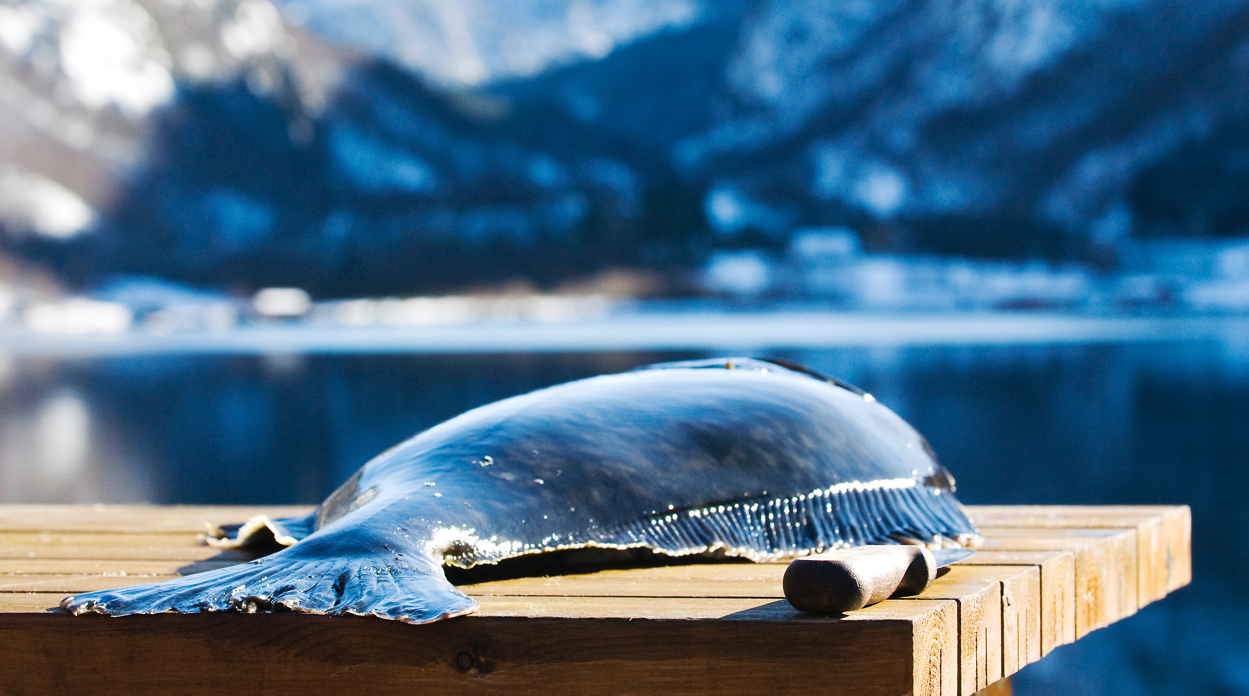 Finalist IV: Sterling White Halibut