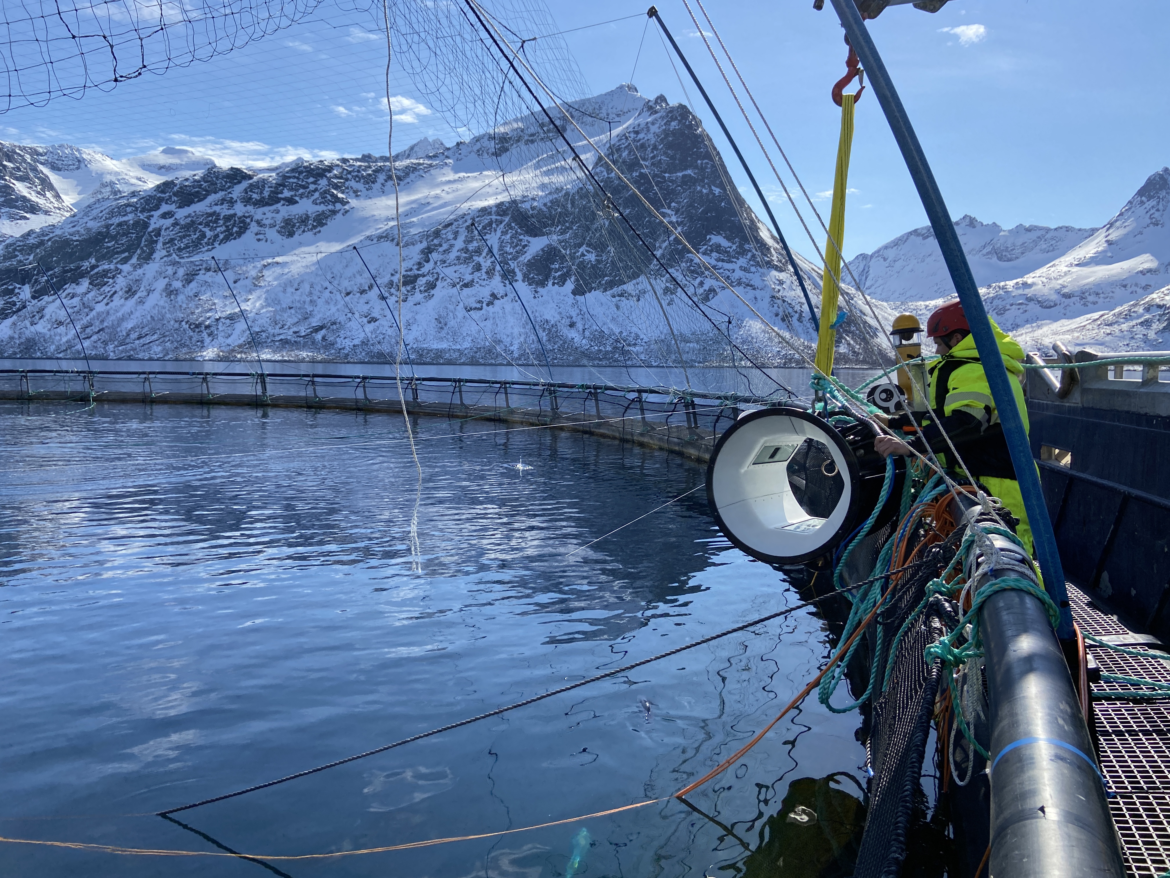 Fishency feirer femårsjubileum